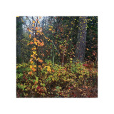Sprinkle of Fall Color