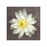 Yellow Water Lily