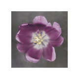 Purple Tulip