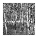 Birch Forest