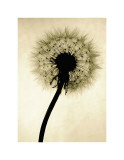 Backlit Dandelion