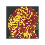 Chrysanthemum  no 2