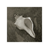 Coastal Antique