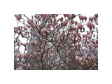 Springtime in New York