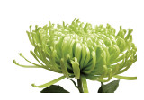 Green Bloom I