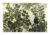 Dappled Radiance