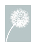 Dandelion Tilt (blue)