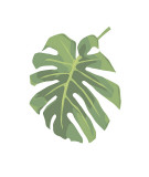 Philodendron I