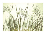 Watery Grasses III