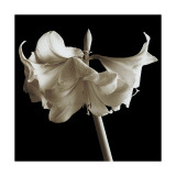 Amaryllis