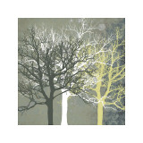 Tranquil Forest