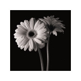 Gerber Daisies I