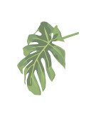 Philodendron III