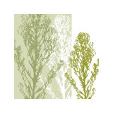 Gossamer Greens
