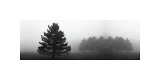 Misty Pines