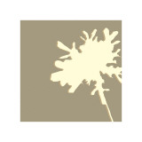 Pomponette Walnut