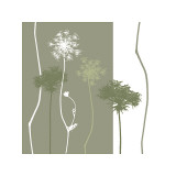 Queen Anne's Lace