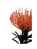 Orange Protea I