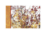 Painted Branches