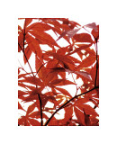 Sunlit Maple I