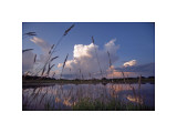 Midsummer Reflections