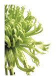 Green Bloom II