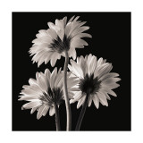 Gerber Daisies II