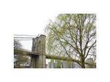 Brooklyn Bridge and Willow
