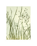 Watery Grasses II