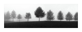 Tree Line