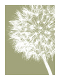 Dandelion Crop (khaki)