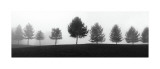 Tree Line