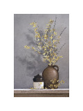 Forsythia
