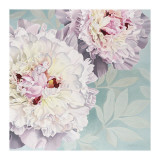 Peony on Blue