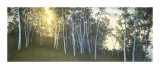 Hillside Birches