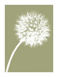Dandelion Tilt (khaki)