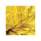 Yellow Mum II