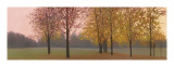 Autumn Dawn  Maples