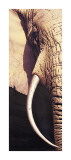 Tusk