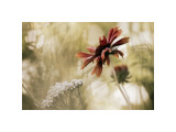 Whisper on the Wind