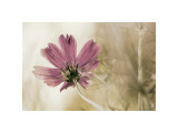 Ode to Innocence