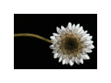 Solitary Blossom