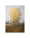 Yellow Tree and Teasel