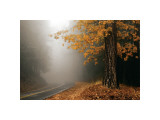 Yellow Leaves in Fog