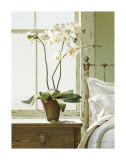 Bedside Orchid