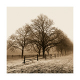 Row of Trees