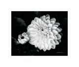 Chrysanthemum
