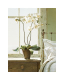 Bedside Orchid