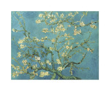 Almond Branches in Bloom  San Remy  c1890