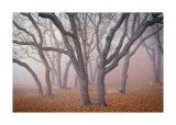 Pilot Road Trees